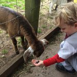 Feeding the goats