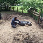 Meeting Tuppence the pig